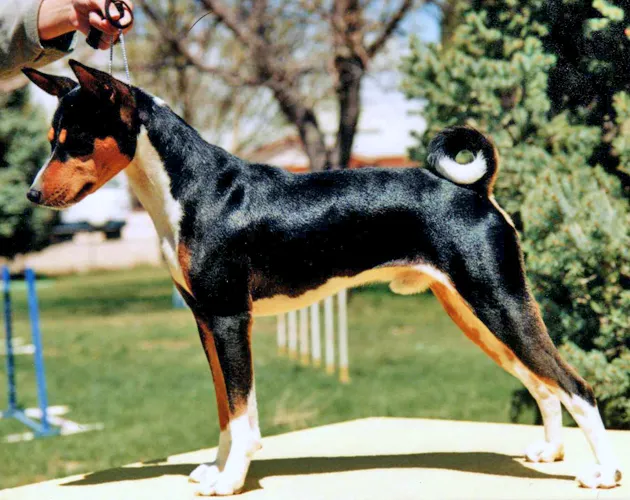 Jet